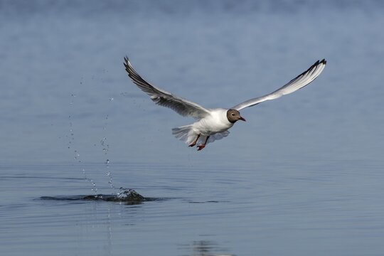 A black-headed gull (Chroicocephalus ridibundus) fails in its attempt to catch young herring (Clupea harengus), fishing, hunting fish, beach bird, coastal bird, Eidersperrwerk, June, Germany