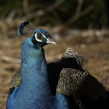 Peacock with colorful feathers, close-up of head and neck, natural background, Plaka forest forest, Kos, Dodecanese, Greek Islands, Greece
