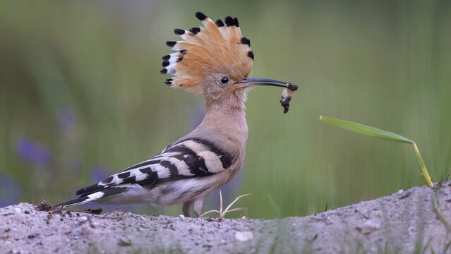 Hoopoe (Upupa epops) &ndash; Bird of the Year 2022, male during courtship, calling, nuptial gift, prey, foraging, interaction, landing on a branch, ruffled crest, sunrise, interaction, feeding, climate change, Middle Elbe Biosphere Reserve, Saxony-Anhalt, Germany