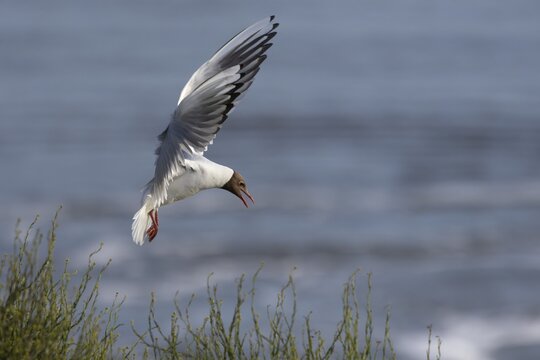 A black-headed gull (Chroicocephalus ridibundus) returns to its mate on the nest, breeding colony, bird colony, seabird colony, beach bird, coastal bird, Eidersperrwerk, June, Germany