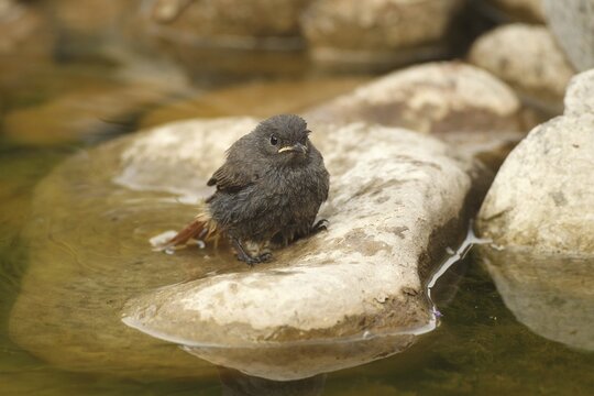 Black Redstart (Phoenicurus ochruros) &ndash; a fledgling bathing in a garden pond, Allg&auml;u, Bavaria, Germany