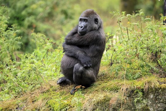 Western gorilla (Gorilla gorilla), juvenile, one year old, sitting on the ground, alert