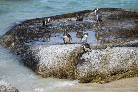 African penguin (Spheniscus demersus), Boulder Beach, Western Cape, Simon's Town, South Africa