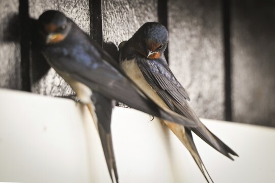 Two barn swallows (Hirundo rustica) perched on a ledge in front of black wooden slats, Houvig, Ringk&oslash;bing Fjord, Denmark