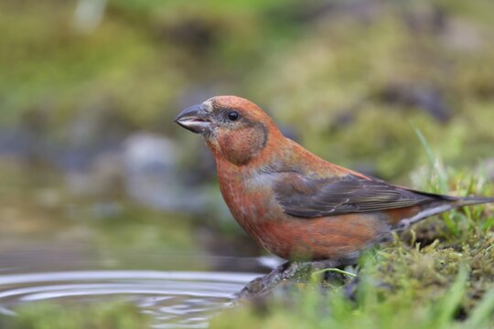 Common crossbill (Loxia curvirostra) adult male bird at a woodland water drinking pool, England, United Kingdom