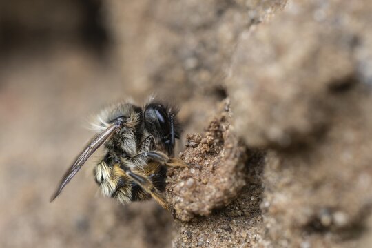 Yellow-banded wrinkle bee (Halictus scabiosae), Emsland, Lower Saxony, Germany