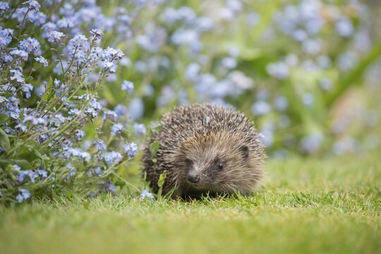 European hedgehog (Erinaceus europaeus) adult animal on a garden grass lawn next to a flower border with Forget-me-not flowers in spring, England, United Kingdom