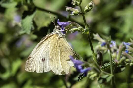 Small white (Pieris rapae), perched on a catnip flower, Baden-W&uuml;rttemberg, Germany
