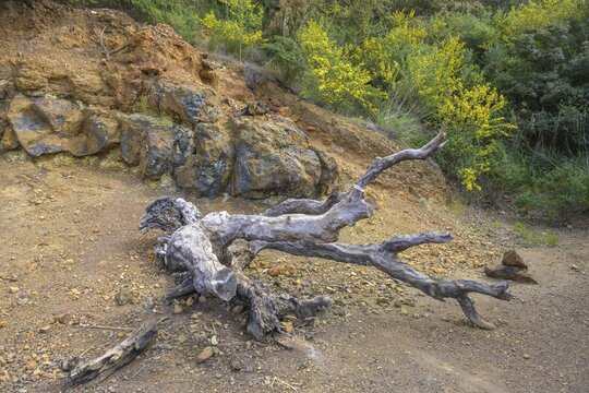 Dead tree and sulfur deposits, Porto Azzurro, Livorno province, Italy
