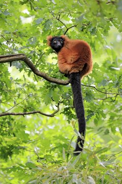 Red ruffed lemur (Varecia rubra), adult, on a tree, alert, Madagascar