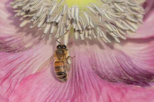 Honey bee (Apis mellifera) adult insect feeding on a garden poppy flower, Suffolk, England, United Kingdom