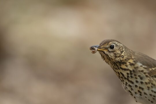 Song thrush (Turdus philomelos) adult bird carrying worms for food in its beak, England, United Kingdom