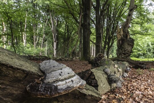 Tinder fungus (Fomes fomentarius) on a dead European beech (Fagus sylvatica), Emsland, Lower Saxony, Germany