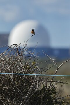 European stonechat (Saxicola rubicola) adult male bird perched on a Bramble plant branch with Sizewell B nuclear power station in the background, RSPB Minsmere nature reserve, Suffolk, England, United Kingdom