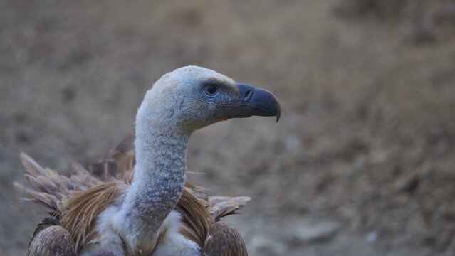 Close-up of a vulture with a light-coloured head and darker body against an earthy backdrop, griffon vulture (Gyps fulvus), vulture, Vulture Hide, vulture observation post, Mount Koules, Fratri, Agios Vasilios, Rethymno Province, Crete, Greek Islands, Greece