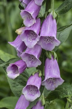 Foxglove (Digitalis purpurea), Emsland, Lower Saxony, Germany