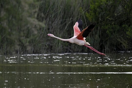 Pink flamingo (Phoenicopterus roseus), taking departure, Camargue Regional Nature Park, southern France, France