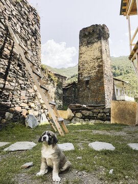 Ushguli Georgia Caucasian Shepherd puppy sitting ancient Svan towers stone village UNESCO heritage site mountain landscape rural life traditional architecture pet animal mountain dog