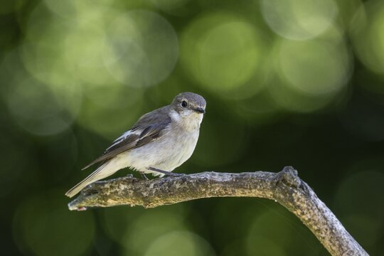 Pied Flycatcher (Ficedula hypoleuca), Emsland, Lower Saxony, Germany