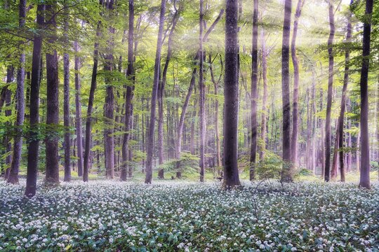 Wild garlic blooming in a beech forest, sun shining through deciduous trees, Canton of Aargau, Switzerland