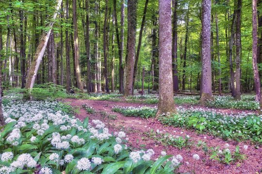 Forest trail lined with blooming wild garlic in a beech forest, Aargau Canton, Switzerland