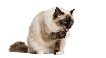 Beautiful Birman cat with striking blue eyes meticulously grooming its paw © Sapphire