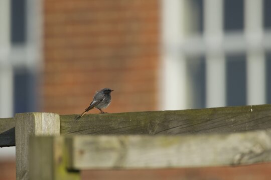 Black redstart (Phoenicurus ochruros) adult male bird on a fence, England, United Kingdom