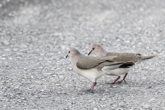 White-fronted pigeons (Henicophaps albifrons), Curacao