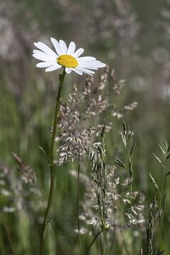 Daisy (Leucanthemum vulgare), Emsland, Lower Saxony, Germany