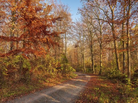 Hiking trail through deciduous forest in late autumn under blue sky, last colorful leaves in November, Hohe Schrecke mountain range, Thuringia, Germany