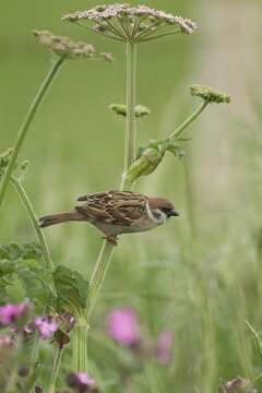 Tree sparrow (Passer montanus) adult bird on a Hogweed plant stem, England, United Kingdom