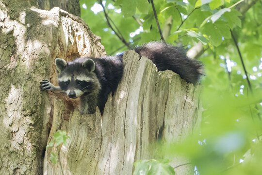 A raccoon (Procyon lotor) peeks out of a tree hollow in the forest, surrounded by green leaves, Hesse, Germany