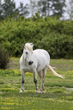 Camargue horse (Equus caballus), running across a meadow of yellow flowers in bloom, Saintes-Marie-de-la-Mer, Camargue, southern France, France
