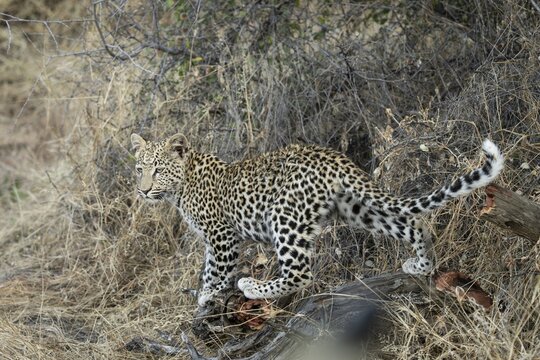 Leopard (Panthera pardus) in tall grass, Khomas Region, Namibia