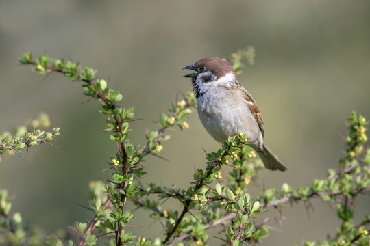 Tree sparrow (Passer montanus), perched on a barberry bush, Littlewood Ranch, Limbach, Burgenland, Austria