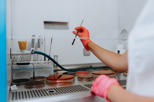 Gloved Technician Working With Petri Dishes in a Microbiology Laboratory Laminar Flow Hood for Culture Testing