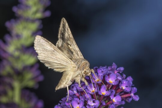 Gamma moth (Autographa gamma) with fully extended wings on purple flowers of the butterfly bush against a dark background, Baden-W&uuml;rttemberg, Germany