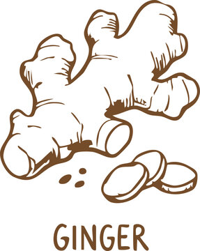 Fresh ginger root and sliced pieces hand drawn illustration sketch style isolated on a simple white background Vector