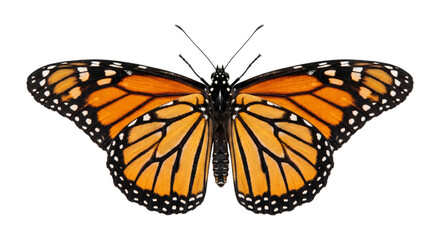 Monarch butterfly with vibrant orange wings and black veins, isolated on white © Sapphire