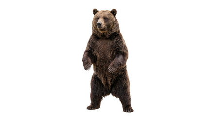 Fototapeta premium A large brown bear stands upright on its hind legs, showcasing its powerful build
