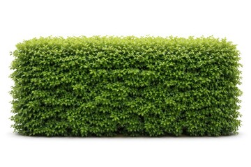 Obraz premium Lush green hedge isolated on white background
