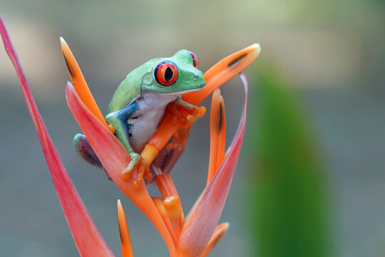 Red-Eyed Tree Frog Perched on Vibrant Heliconia Flower in Tropical Rainforest, Portrait of a Red-Eyed Tree Frog on Exotic Heliconia Flower