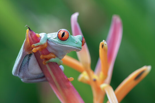 Red-Eyed Tree Frog Perched on Vibrant Heliconia Flower in Tropical Rainforest, Portrait of a Red-Eyed Tree Frog on Exotic Heliconia Flower