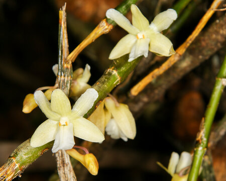White orchid flowers of Dendrobium derryi, Sarawak, Borneo