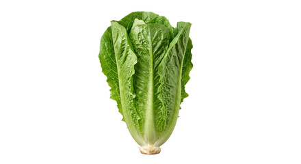 Fresh romaine lettuce head with crisp green leaves on a white background © Sapphire