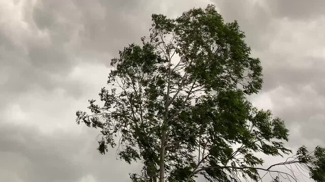Tree swaying heavily in strong winds under a dark overcast sky