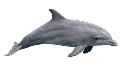 Fototapeta premium Graceful bottlenose dolphin swims in clear blue ocean waters