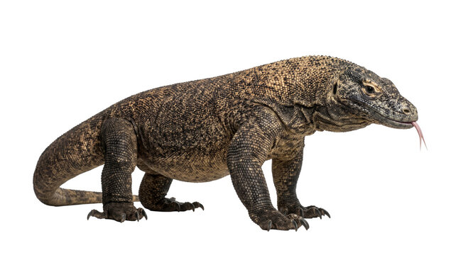 Majestic Komodo dragon reptile with forked tongue extended, showcasing its scaly skin
