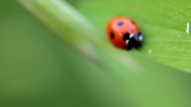 Impressive cinematic b roll of beautiful Red Ladybug Beetle Crawling on Green Plant Leaf 180fps Captured in Cinematic High Detail Footage