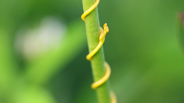 Authentic outdoor view of macro detail of Cassytha filiformis love vine orangish wiry parasitic plant 180fps Captured in Cinematic High Detail Footage